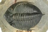 Excellent Zlichovaspis Trilobite - Atchana, Morocco #209626-2